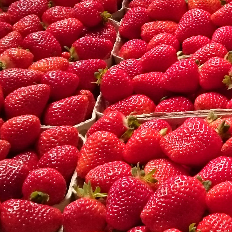 Frische Erdbeeren beim Obsthof Huber